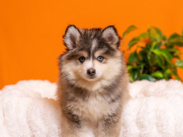 Pomsky-Dog-Female-Gray / White-2387-PetCenter Old Bridge, New Jersey