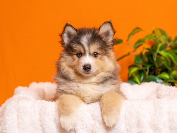 Pomsky-Dog-Male-Gray / White-2388-PetCenter Old Bridge, New Jersey