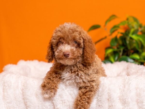 Poodle-Dog-Male-Apricot / White-2386-PetCenter Old Bridge, New Jersey