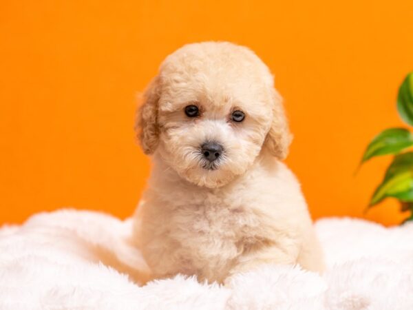 Bichon Poo-Dog-Female-Cream-2401-PetCenter Old Bridge, New Jersey