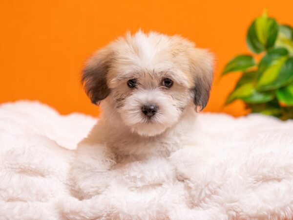Coton De Tulear-Dog-Male-Brown / White-2395-PetCenter Old Bridge, New Jersey