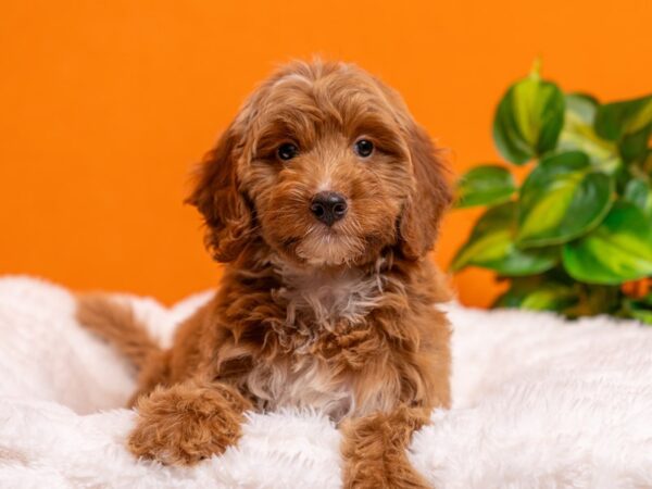 Mini Goldendoodle-Dog-Male-Golden-2398-PetCenter Old Bridge, New Jersey