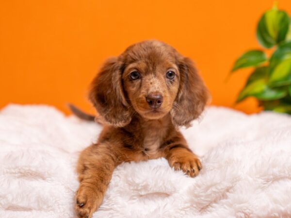 Dachshund-Dog-Female-Red-2399-PetCenter Old Bridge, New Jersey
