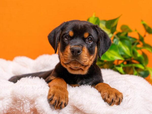 Rottweiler-Dog-Male-Black / Tan-2391-PetCenter Old Bridge, New Jersey