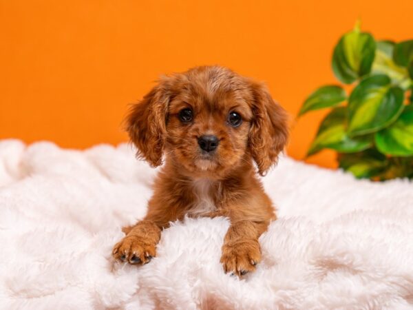 Cavalier King Charles Spaniel-Dog-Female-Ruby-2400-PetCenter Old Bridge, New Jersey