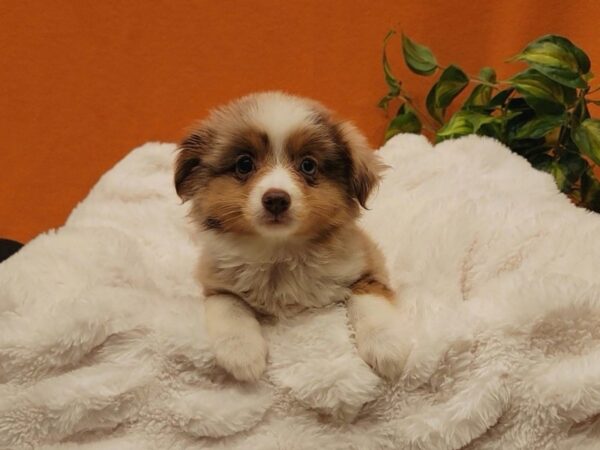 Mini Australian Shepherd-Dog-Female-Red Merle-2402-PetCenter Old Bridge, New Jersey