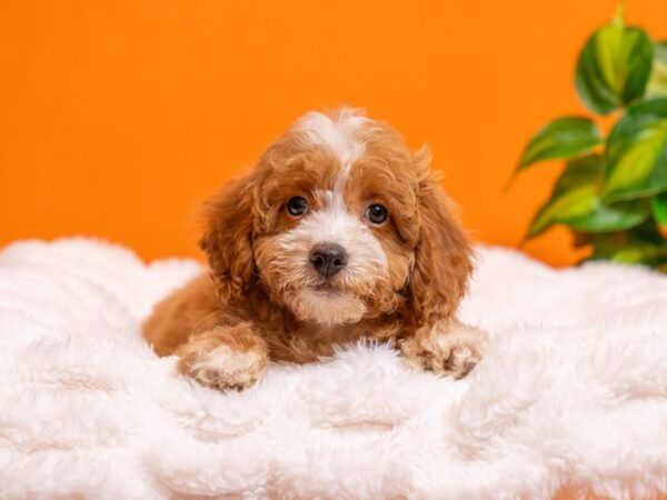 Mini Goldendoodle-Dog-Female-Golden-2397-PetCenter Old Bridge, New Jersey