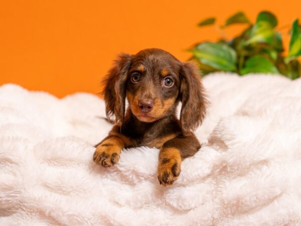 Dachshund-Dog-Female-Chocolate / Tan-2413-PetCenter Old Bridge, New Jersey