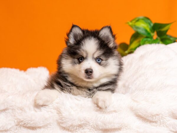 Pomsky-Dog-Female-Gray / White-2433-PetCenter Old Bridge, New Jersey