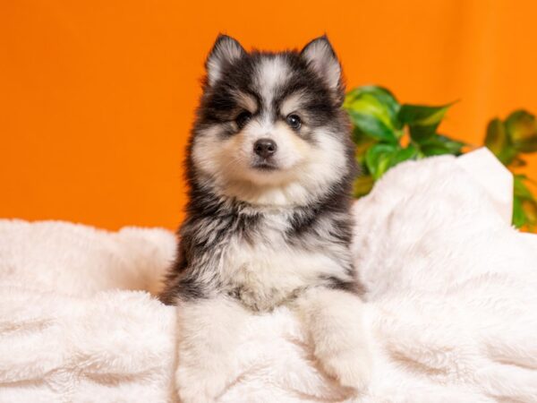 Pomsky-Dog-Male-Gray / White-2434-PetCenter Old Bridge, New Jersey