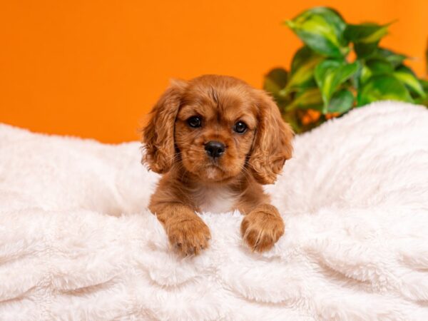 Cavalier King Charles Spaniel-Dog-Male-Ruby-2435-PetCenter Old Bridge, New Jersey