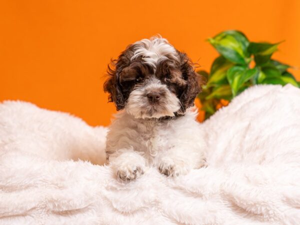 Cockapoo-Dog-Female-Chocolate-2430-PetCenter Old Bridge, New Jersey