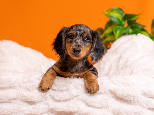 Dachshund-Dog-Female-Silver-2431-PetCenter Old Bridge, New Jersey