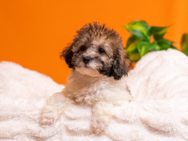 Bichon Poo-Dog-Female-Sable / White-2436-PetCenter Old Bridge, New Jersey