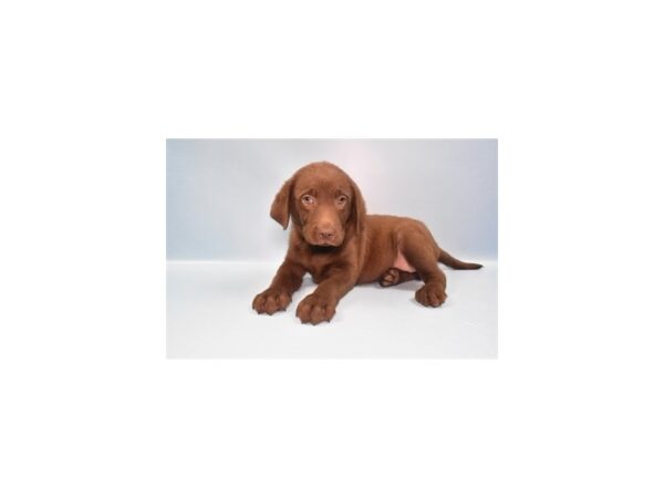 Labrador Retriever-Dog-Female-Chocolate-2455-PetCenter Old Bridge, New Jersey