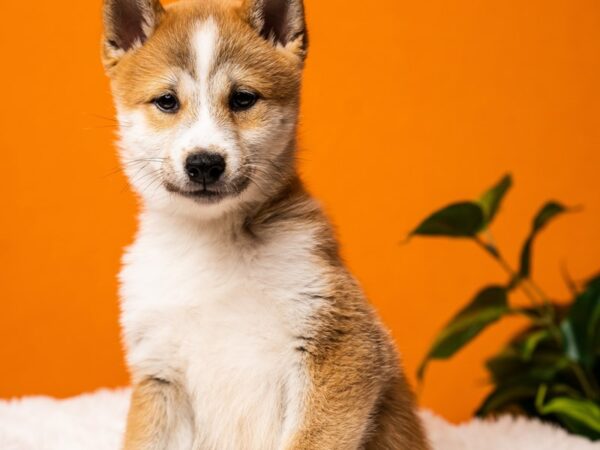 Shiba Inu-Dog-Male-Red-2432-PetCenter Old Bridge, New Jersey
