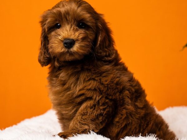 Mini Goldendoodle-Dog-Female-Red-2437-PetCenter Old Bridge, New Jersey