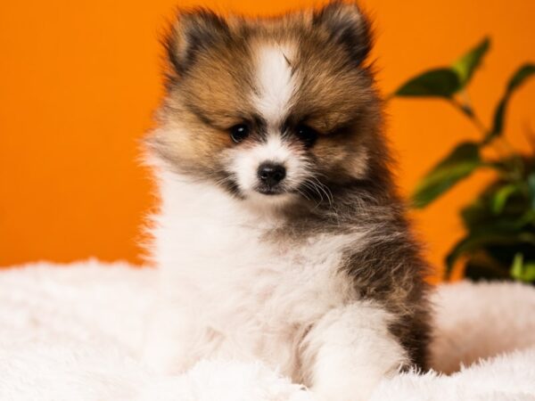 Pomeranian-Dog-Male-White / Sable-2439-PetCenter Old Bridge, New Jersey