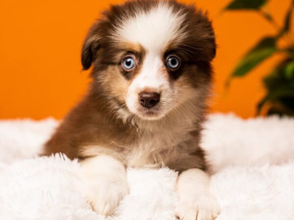 Mini Australian Shepherd-Dog-Female-Red Tan / White-2440-PetCenter Old Bridge, New Jersey