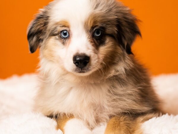 Mini Australian Shepherd-Dog-Male-Blue Merle-2441-PetCenter Old Bridge, New Jersey