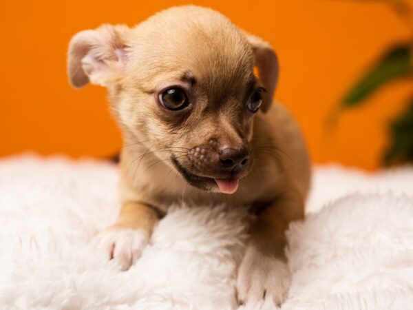 Chihuahua-Dog-Female-Brown-2443-PetCenter Old Bridge, New Jersey