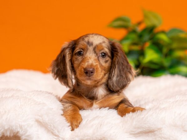 Dachshund-Dog-Female-Chocolate / Tan-2448-PetCenter Old Bridge, New Jersey