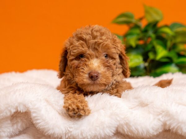 Mini Goldendoodle-Dog-Male-Apricot-2451-PetCenter Old Bridge, New Jersey