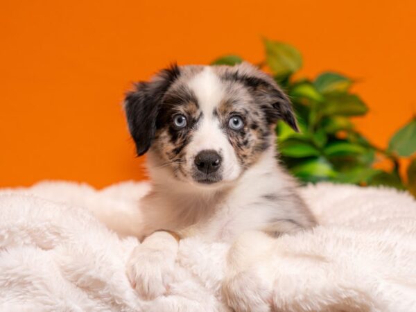 Australian Shepherd-Dog-Female-Blue Merle White and Tan-2454-PetCenter Old Bridge, New Jersey