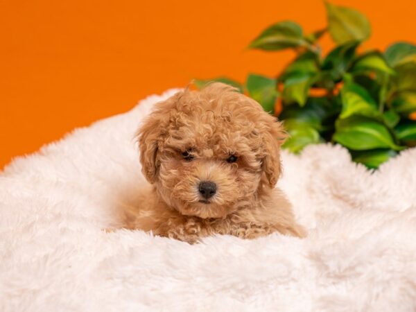 Maltipoo-Dog-Male-Apricot-2449-PetCenter Old Bridge, New Jersey
