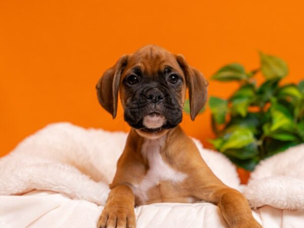 Boxer-Dog-Male-Fawn-2457-PetCenter Old Bridge, New Jersey