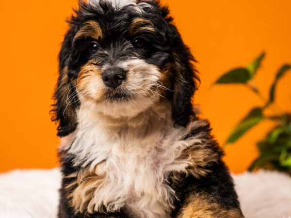 Mini Bernedoodle-Dog-Male-Black Rust / White-2442-PetCenter Old Bridge, New Jersey