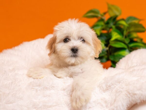 Havanese-Dog-Female-Cream-2446-PetCenter Old Bridge, New Jersey
