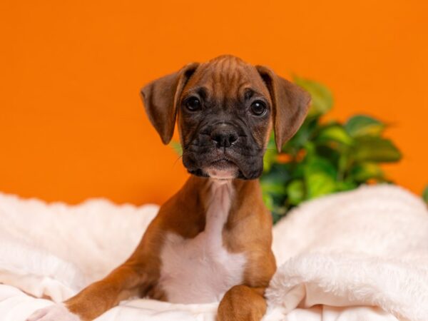 Boxer-Dog-Female-Fawn-2458-PetCenter Old Bridge, New Jersey