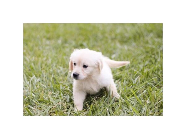 Golden Retriever-Dog-Female-Cream-2468-PetCenter Old Bridge, New Jersey