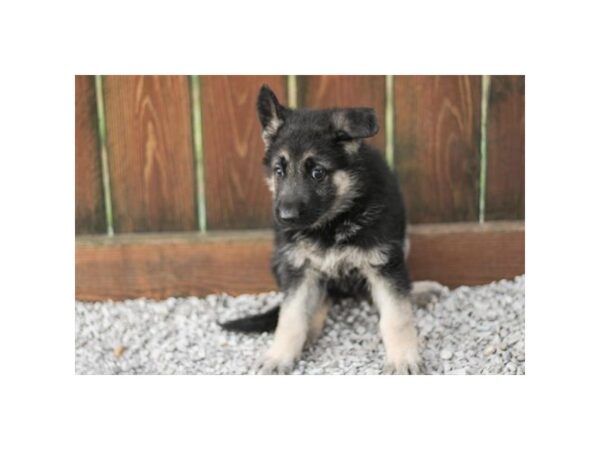 German Shepherd-Dog-Male-Black / Silver-2460-PetCenter Old Bridge, New Jersey
