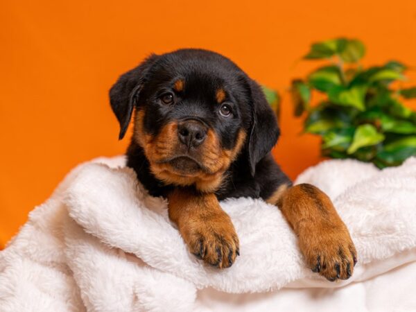 Rottweiler-Dog-Male-Black / Tan-2466-PetCenter Old Bridge, New Jersey