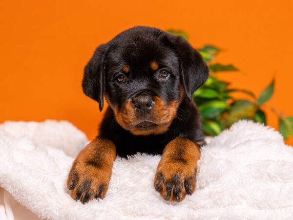 Rottweiler-Dog-Male-Black / Tan-2465-PetCenter Old Bridge, New Jersey