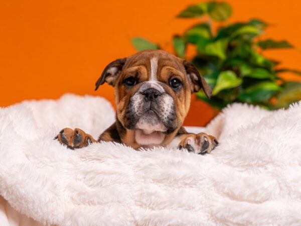 English Bulldog-Dog-Female-Red / White-2459-PetCenter Old Bridge, New Jersey