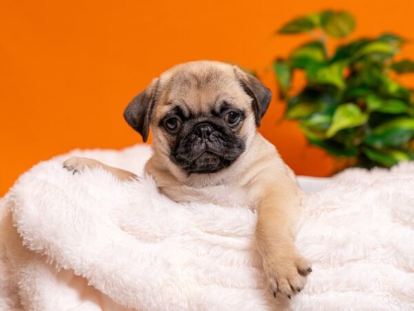 Pug-Dog-Male-Fawn-2463-PetCenter Old Bridge, New Jersey