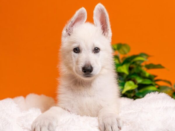 German Shepherd-Dog-Male-White-2461-PetCenter Old Bridge, New Jersey