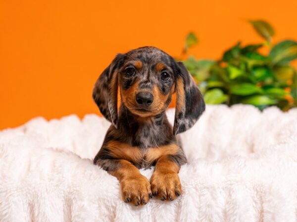 Dachshund-Dog-Male-Silver Dapple-2476-PetCenter Old Bridge, New Jersey