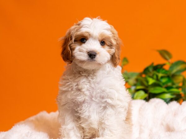 Cavapoo-Dog-Male-Apricot-2478-PetCenter Old Bridge, New Jersey