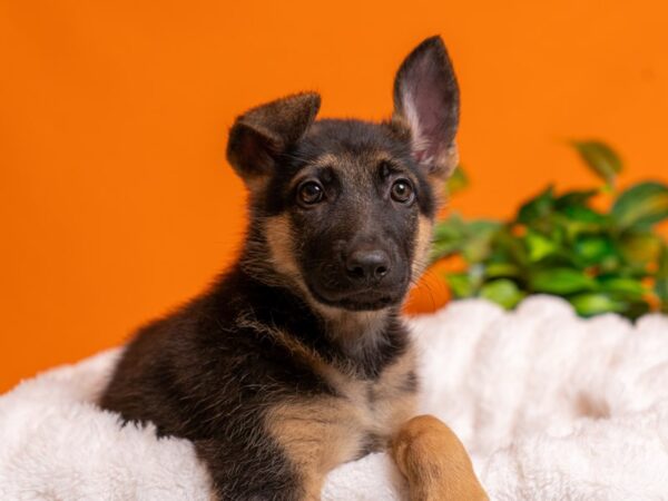 German Shepherd-Dog-Male-Black and Tan-2479-PetCenter Old Bridge, New Jersey