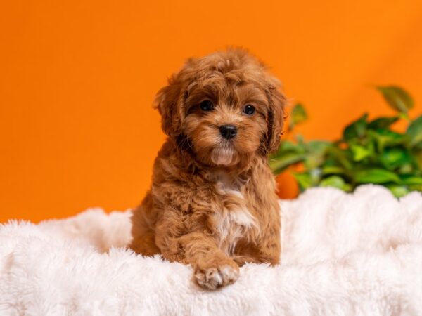 Cavapoo-Dog-Female-Red-2483-PetCenter Old Bridge, New Jersey