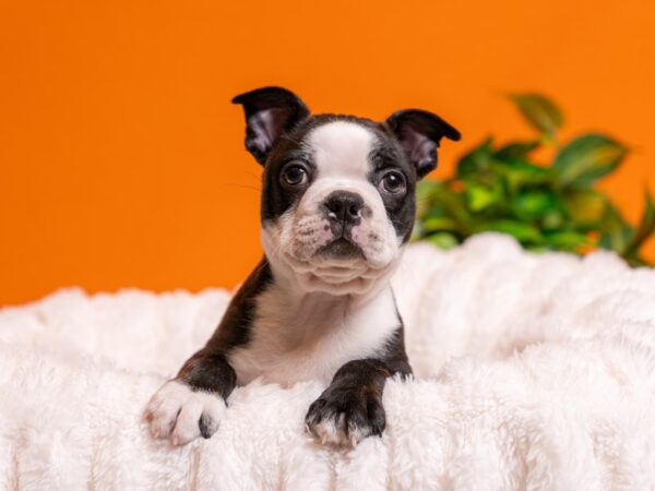 Boston Terrier-Dog-Male-Brindle / White-2482-PetCenter Old Bridge, New Jersey