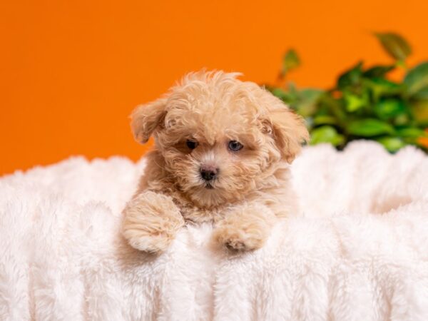 Maltipoo-Dog-Female-Cream-2471-PetCenter Old Bridge, New Jersey