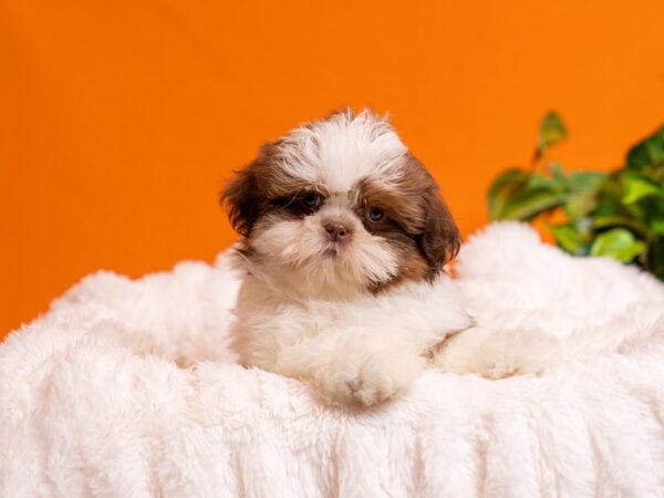 Shih Tzu-Dog-Female-Chocolate / White-2486-PetCenter Old Bridge, New Jersey