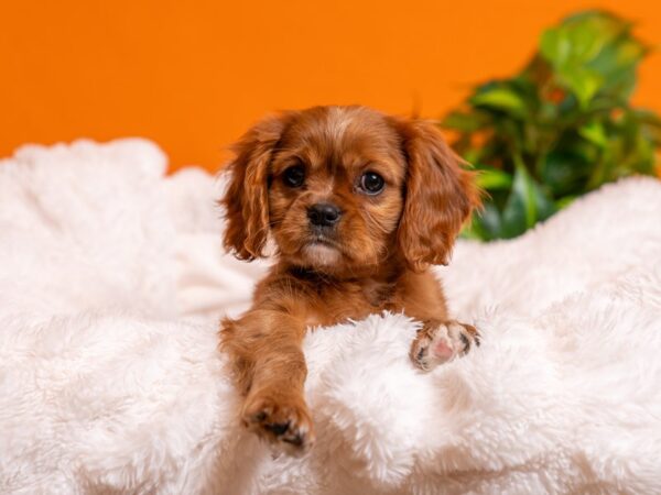 Cavalier King Charles Spaniel-Dog-Female-Ruby-2519-PetCenter Old Bridge, New Jersey