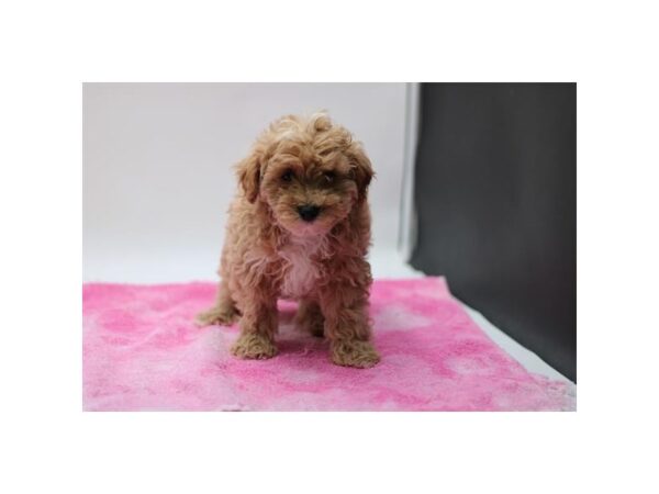 Mini Goldendoodle-Dog-Male-Apricot-2534-PetCenter Old Bridge, New Jersey