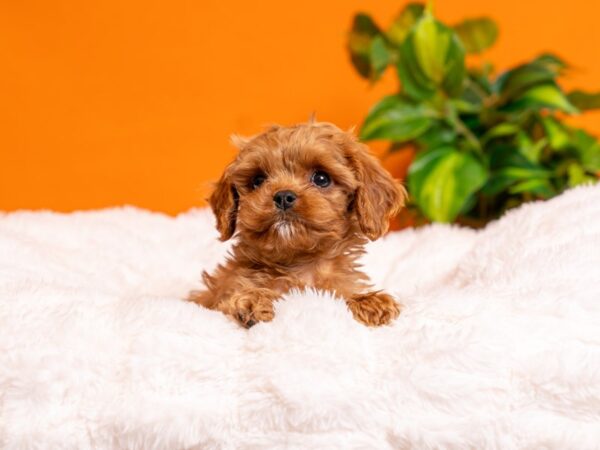 Cavapoo-Dog-Male-Ruby-2541-PetCenter Old Bridge, New Jersey